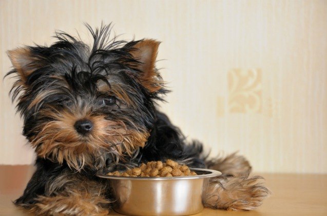 daves pet food recalls canned beef food due to elevated thyroid hor