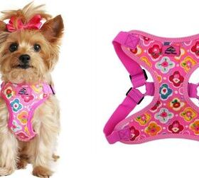 harness for morkie