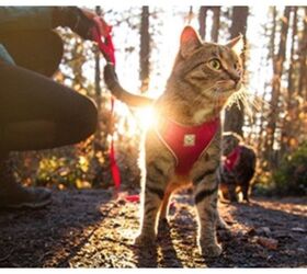 SuperZoo 2018: RC Pets Launches Adventure Harness Just For Kitties
