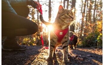SuperZoo 2018: RC Pets Launches Adventure Harness Just For Kitties