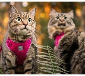 superzoo 2018 rc pets launches adventure harness just for kitties