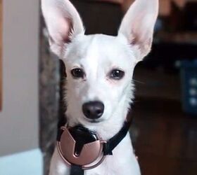 kickstarters moxie is first ever smartphone for pets