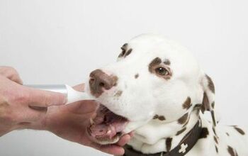 SuperZoo 2018: Electric Ultrasound Toothbrush For Dogs Keeps Dentist A