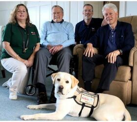 president bushs new family member is service dog named sully