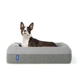 Casper Dog Bed Review: Sweet Dreams For Dogs