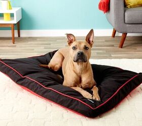 casper dog bed review sweet dreams for dogs