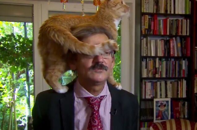 cat steals the show by jumping on owner s head during live tv interview