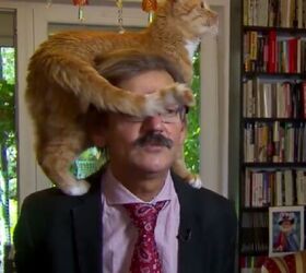 cat steals the show by jumping on owners head during live tv interv