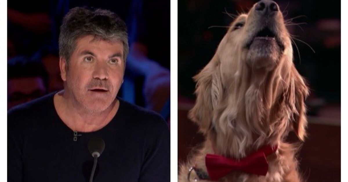 Singing Golden Retriever on America's Got Talent Makes Simon Cowell |  PetGuide