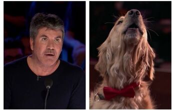Singing Golden Retriever on America’s Got Talent Makes Simon Cowell 