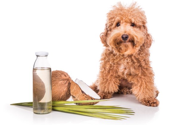 Can Dogs Eat Coconut Petguide Can Dogs Eat Coconut Petguide
