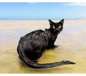Rescue Cat Thinks Life’s a Beach In Australia