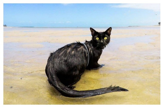 rescue cat thinks lifes a beach in australia