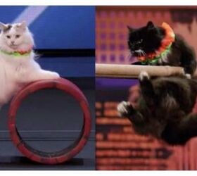 Trained Cats Advance To Live Round Of America’s Got Talent [Video]