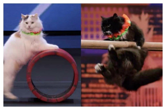 trained cats advance to live round of americas got talent video
