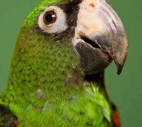 jardine parrot diet