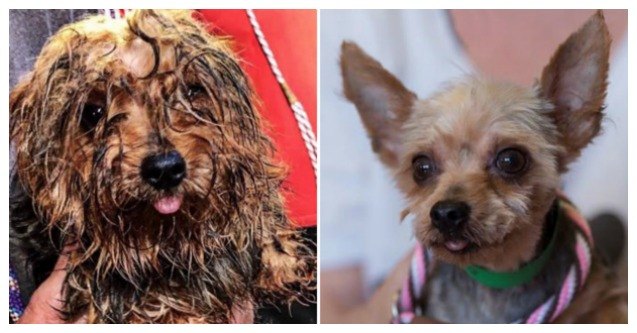dirty dogs contest lets dogs personalities shine