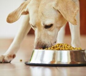 FDA Recalls Pat’s Cat Turkey and Ground Lamb Dog Food Tubs