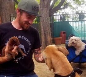 new l a dog park offers respite to homeless residents pets