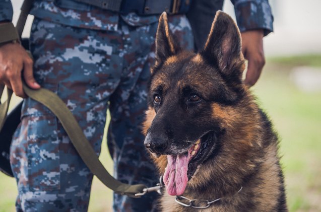 10 things you didn 8217 t know about military dogs
