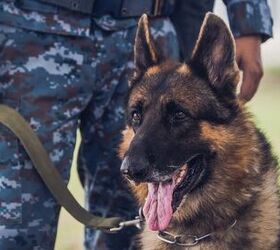 10 Things You Didn’t Know About Military Dogs