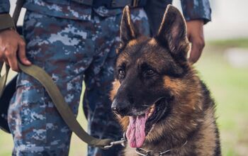 10 Things You Didn’t Know About Military Dogs