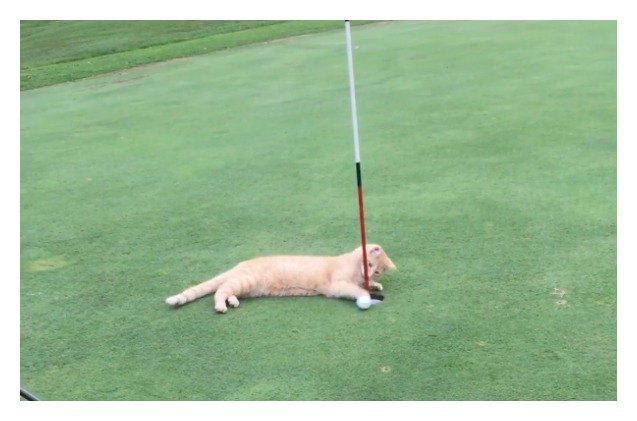 cat helps golfers 8220 paw 8221 their way into the hole video