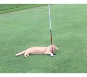 cat helps golfers paw their way into the hole video