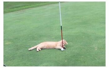 Cat Helps Golfers “Paw” Their Way Into The Hole [Video]