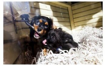 England’s Lucy’s Law To Ban Pet Stores From Selling Pets