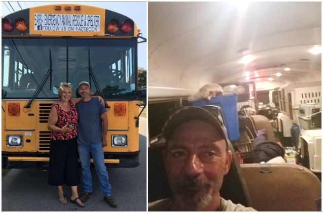 hurricane hero uses big yellow bus to rescue animal victims