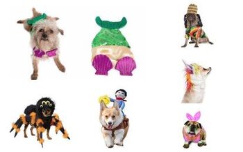 Top 10 Halloween Costumes For Dogs