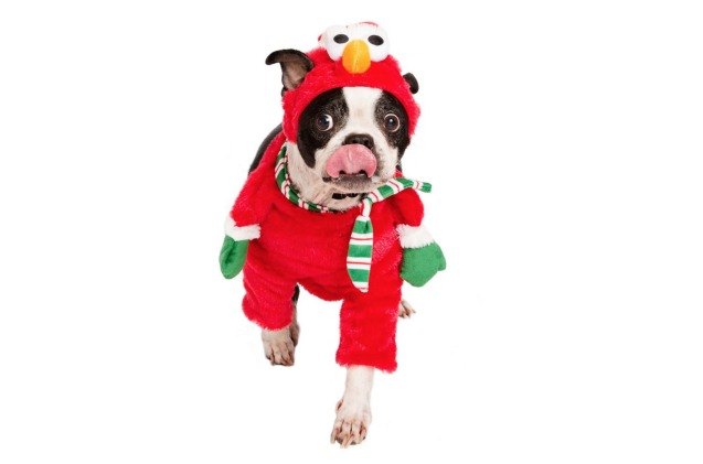 top 10 halloween costumes for dogs