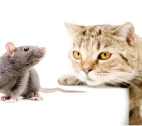 Study: Cats Aren’t As Concerned With Rats As We Thought They Were