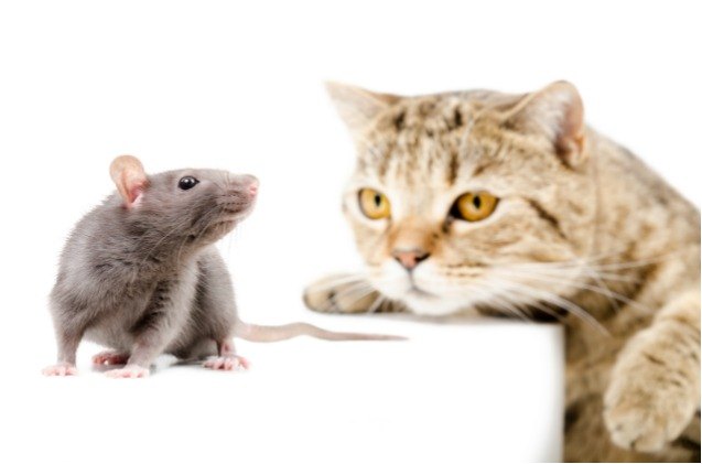 study cats arent as concerned with rats as we thought they were