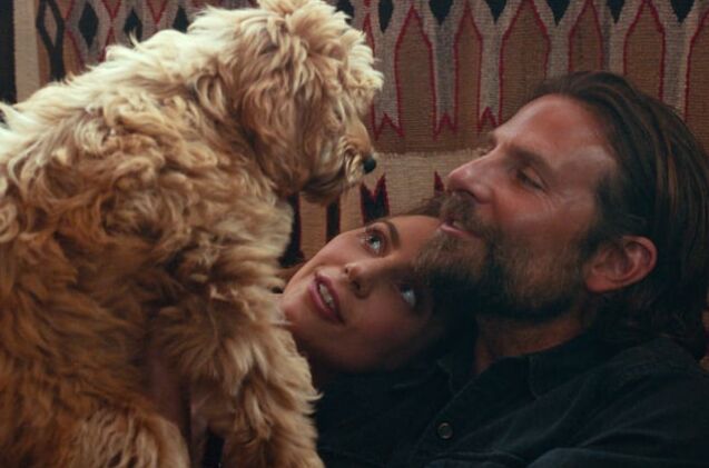 bradley cooper cast his own dog in 8216 a star is born 8217
