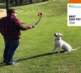 PetGuide’s Best Dog Toy of 2018: Petmate’s Chuckit RingChaser | PetGuide