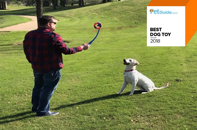petguide 8217 s best dog toy of 2018 petmate 8217 s chuckit ringchaser