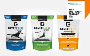 PetGuide’s Best New Dog Health Product of 2018: GlycoFlex Plus Chews