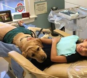 this adorable pooch makes sure youre not afraid of the dentist