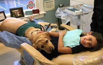 This Adorable Pooch Makes Sure You’re Not Afraid of the Dentist