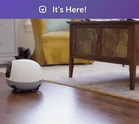follow your pet around when youre not there with the vava pet cam
