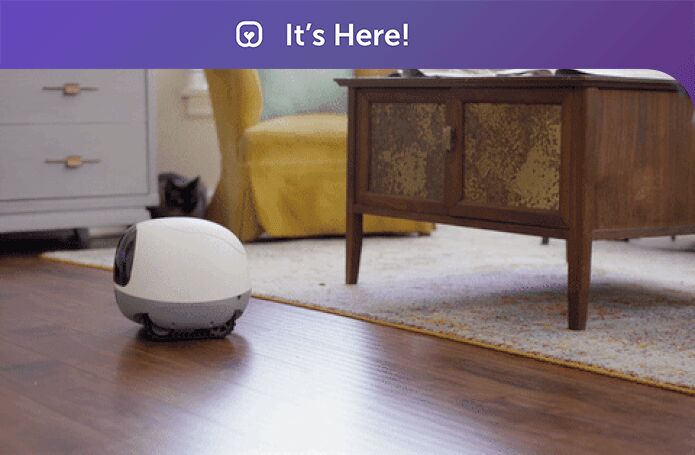 follow your pet around when youre not there with the vava pet cam