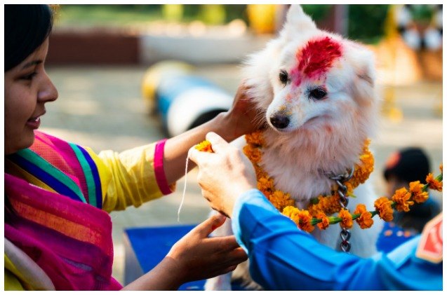 nepal 8217 s kukur tihar festival celebrates the day of the dog