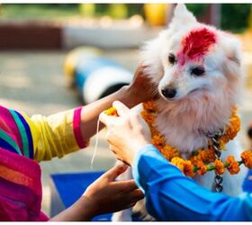 nepals kukur tihar festival celebrates the day of the dog