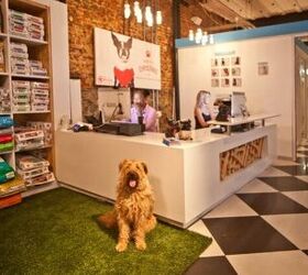 The World’s Biggest Pet Hotel Opened in Cape Town- Take a Look Insid