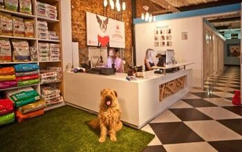 The World’s Biggest Pet Hotel Opened in Cape Town- Take a Look Insid