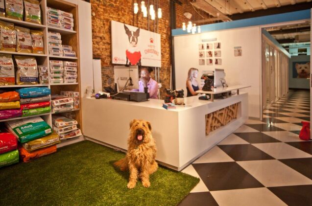 the worlds biggest pet hotel opened in cape town take a look insid