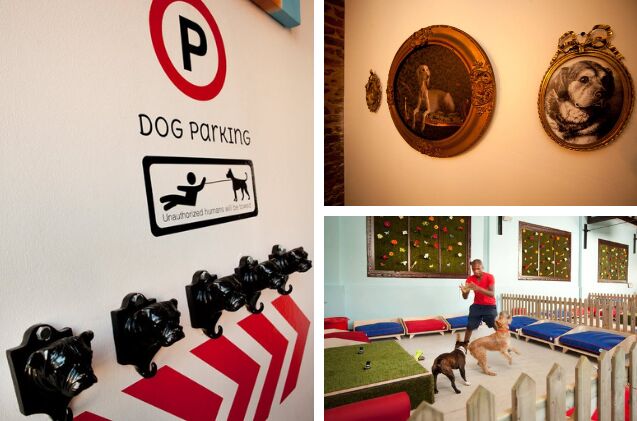 the worlds biggest pet hotel opened in cape town take a look insid