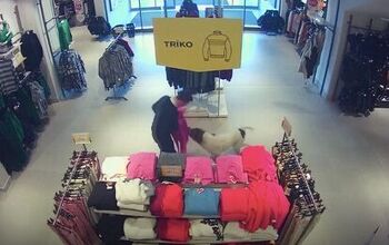 Stray Dog Caught Shoplifting Clothes In a Hilarious Security Cam Video